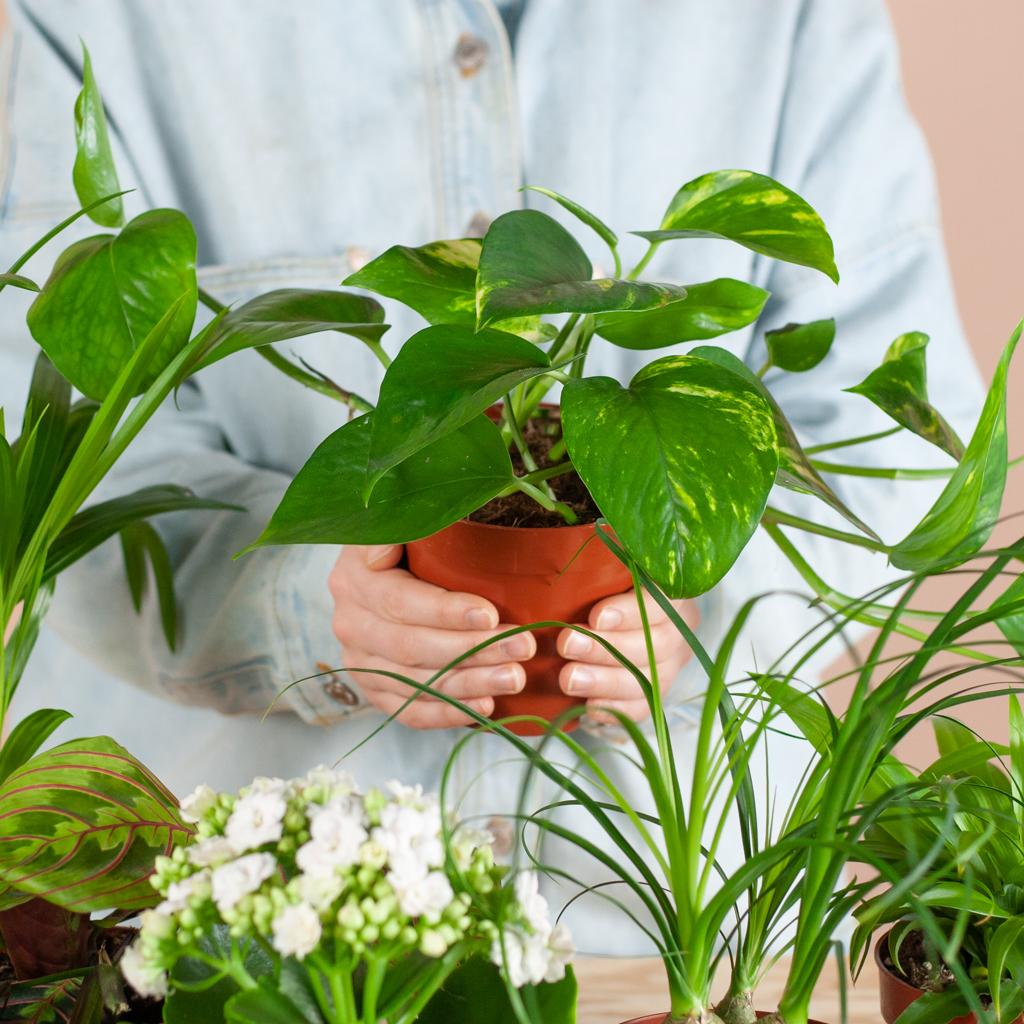 Groene Kneusjesbox (6 stuks) - incl. 6 x pot Viber zwart
