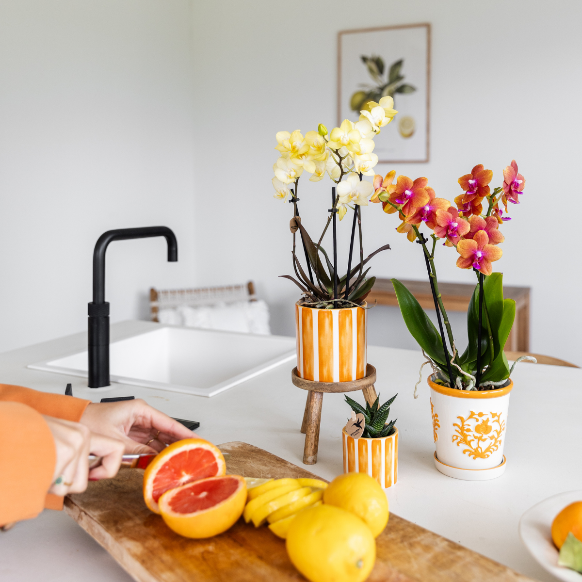Kolibri Orchids | gele Phalaenopsis orchidee - Mexico - potmaat Ø9cm | bloeiende kamerplant - vers van de kweker