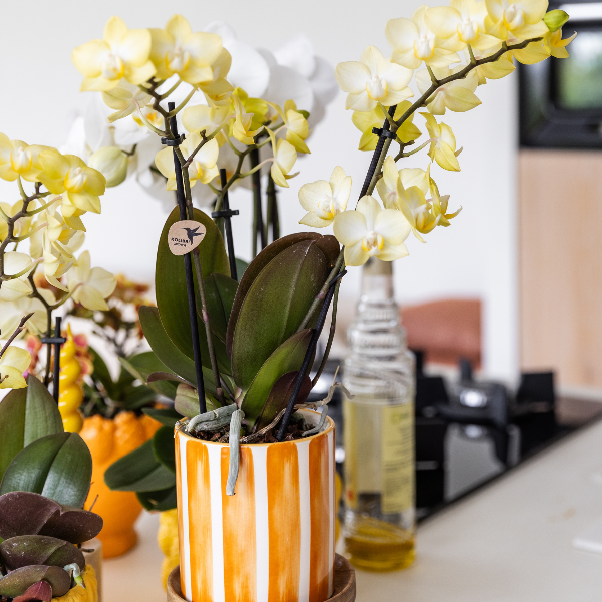 Kolibri Orchids | gele Phalaenopsis orchidee - Mexico - potmaat Ø9cm | bloeiende kamerplant - vers van de kweker