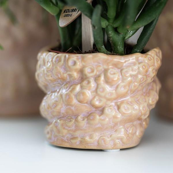 Kolibri Company Gift Set ‘Octopus Pink’ Small – Groene Plant + Oudroze Phalaenopsis Orchidee – Inclusief Octopus Pink Sierpotten & Wit Organisch Dienblad – Vers van de Kweker