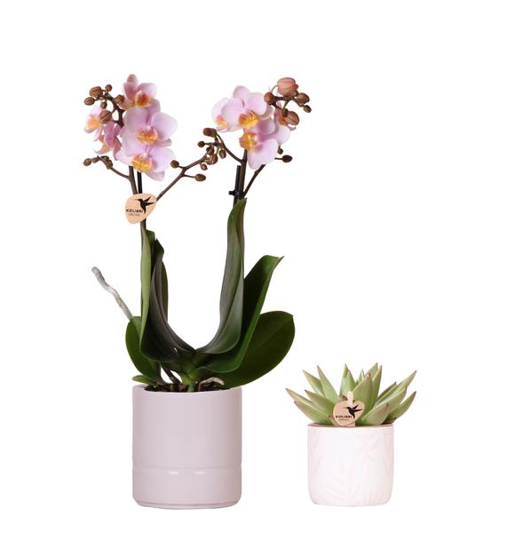 Mural || Plantenset 'Candy' Roze Phalaenopsis Orchidee Portugal en Succulent incl. keramieken sierpotten