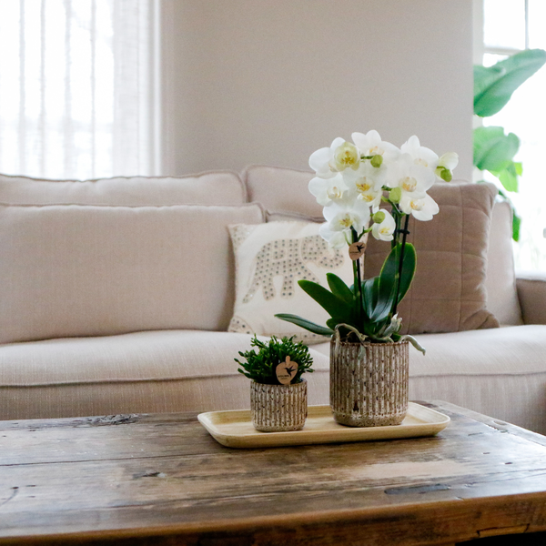 Kolibri Orchids Gift Set ‘Untamed Nature’ Small – Groene Plant + Witte Phalaenopsis Orchidee Amabilis – Inclusief Jaguar Sierpotten & Bamboe Dienblad – Vers van de Kweker