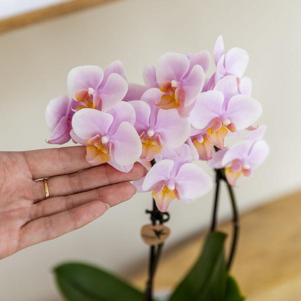 Kolibri Orchids Gift Set ‘Mediterranean Sunset’ Small – Groene Plant + Roze Phalaenopsis Orchidee Andorra – Inclusief Painted Stripe Sierpotten & Wit Organisch Dienblad – Vers van de Kweker