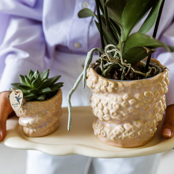 Kolibri Company Gift Set ‘Octopus Pink’ Small – Groene Plant + Oudroze Phalaenopsis Orchidee – Inclusief Octopus Pink Sierpotten & Wit Organisch Dienblad – Vers van de Kweker