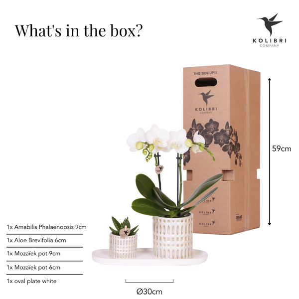 Mural Company | Plantenset Le Chic small | Witte Phalaenopsis Orchidee Amabilis en Succulent incl. keramieken sierpotten op crème organisch dienblad