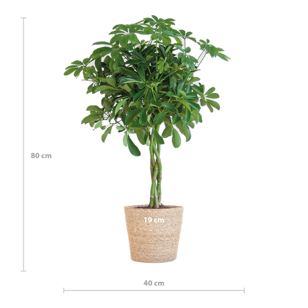 Schefflera Arab Nora met Mand Sofia naturel - 70cm - Ø21