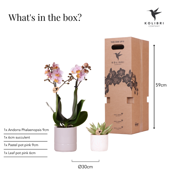 Mural || Plantenset 'Candy' Roze Phalaenopsis Orchidee Portugal en Succulent incl. keramieken sierpotten