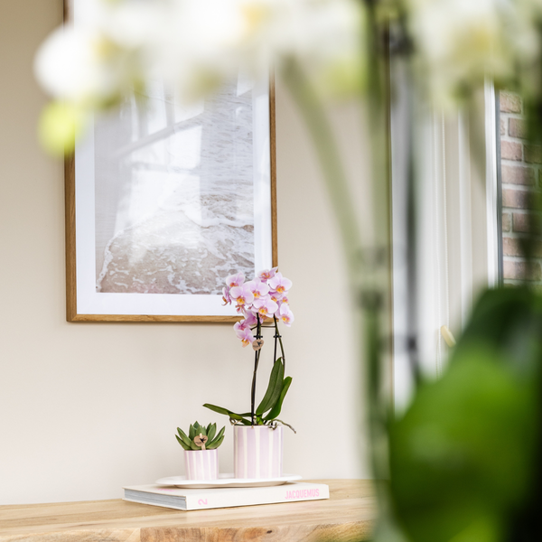 Kolibri Orchids Gift Set ‘Mediterranean Sunset’ Small – Groene Plant + Roze Phalaenopsis Orchidee Andorra – Inclusief Painted Stripe Sierpotten & Wit Organisch Dienblad – Vers van de Kweker