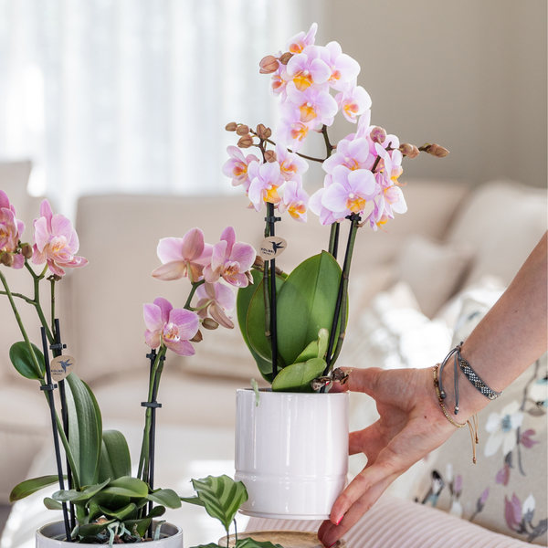 Mural || Plantenset 'Candy' Roze Phalaenopsis Orchidee Portugal en Succulent incl. keramieken sierpotten