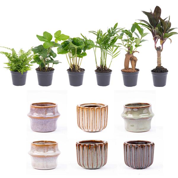 Mini Planten Set – 6 Stuks – Inclusief Potten Set ‘Barcelona’ – Vers van de Kweker