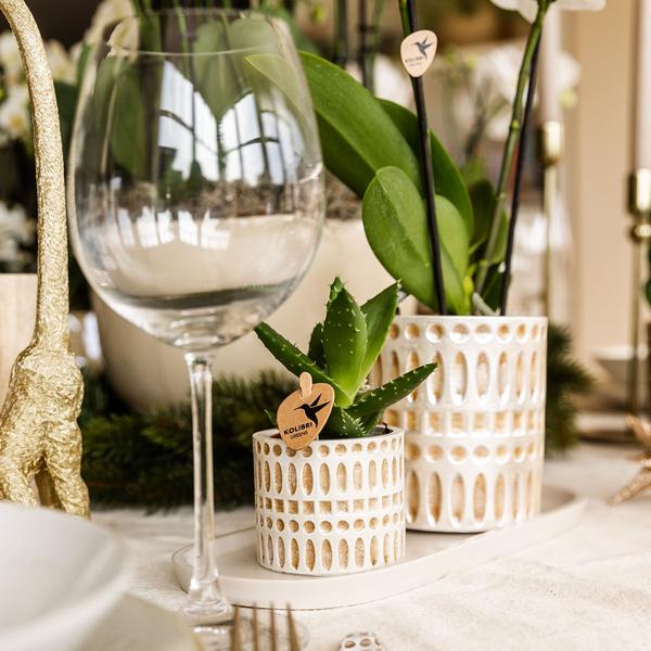 Mural Company | Plantenset Le Chic small | Witte Phalaenopsis Orchidee Amabilis en Succulent incl. keramieken sierpotten op crème organisch dienblad