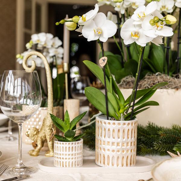 Mural Company | Plantenset Le Chic small | Witte Phalaenopsis Orchidee Amabilis en Succulent incl. keramieken sierpotten op crème organisch dienblad