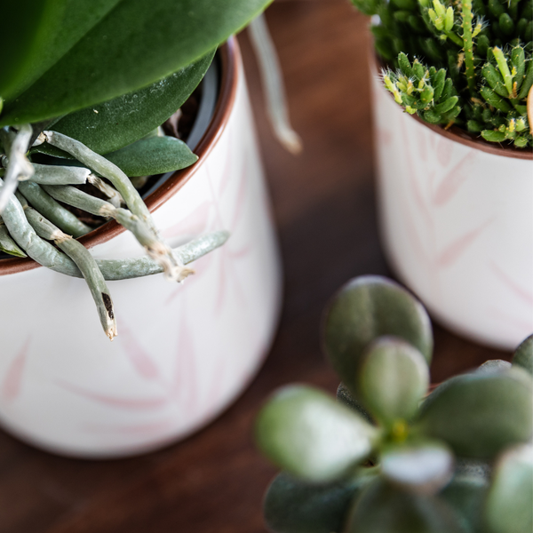 Mural || Plantenset 'Candy' Roze Phalaenopsis Orchidee Portugal en Succulent incl. keramieken sierpotten