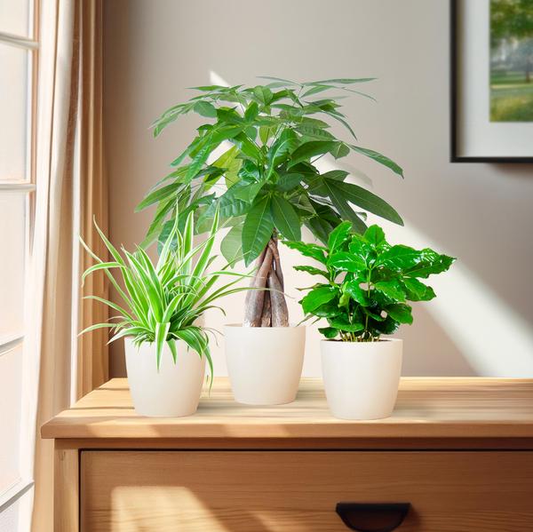 Kamer Planten