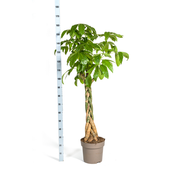 XXL-Planten