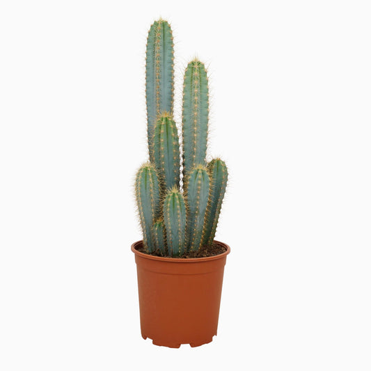 Pilosocereus azureus - - - 21cm
