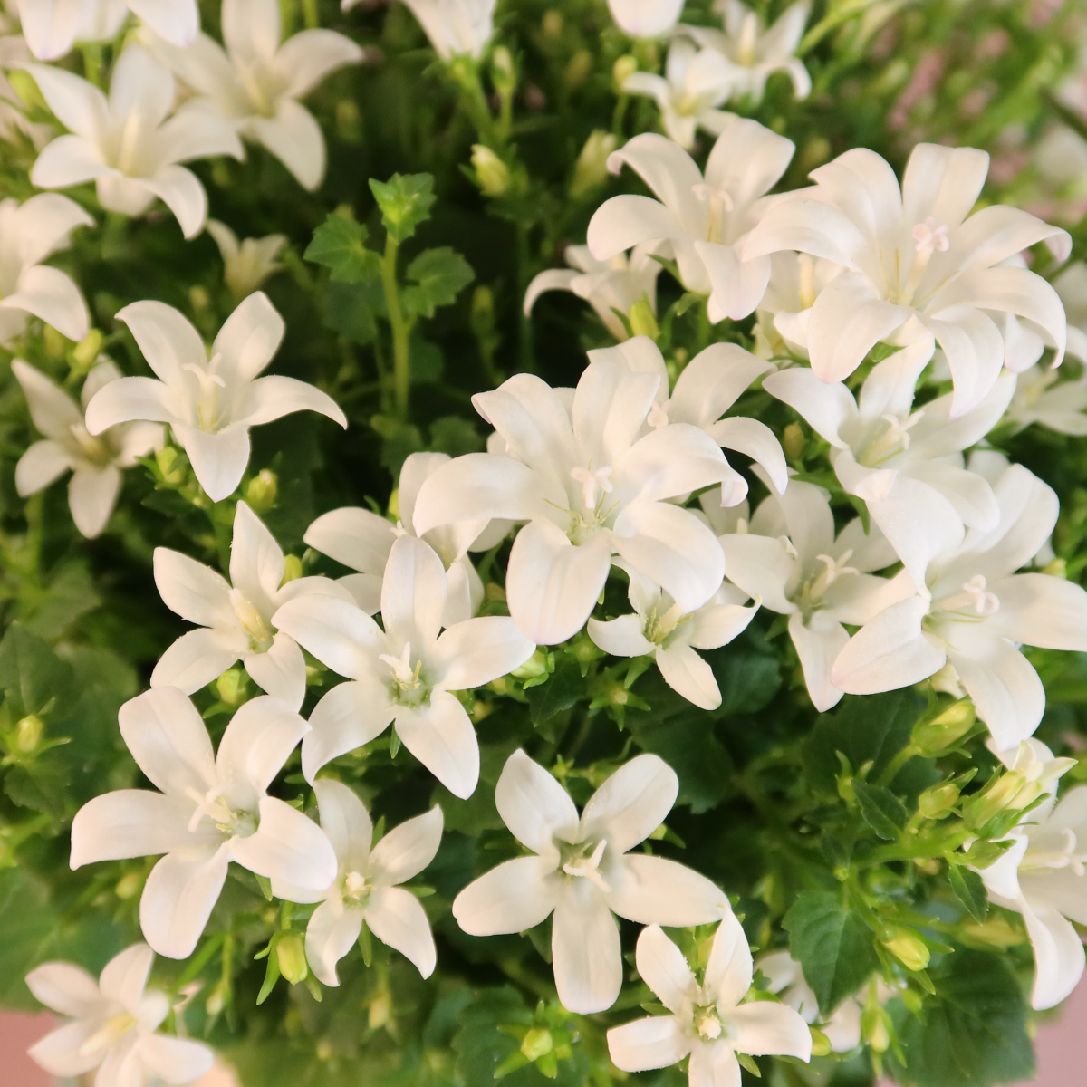 2x Campanula Addenda Ambella White in Malaga sierpotten - potmaat 12cm - vaste plant - winterhard