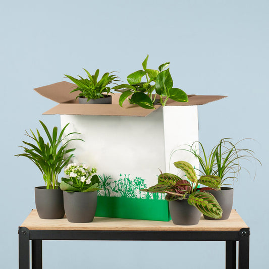 Groene Kneusjesbox (6 stuks) - incl. 6 x pot Viber zwart