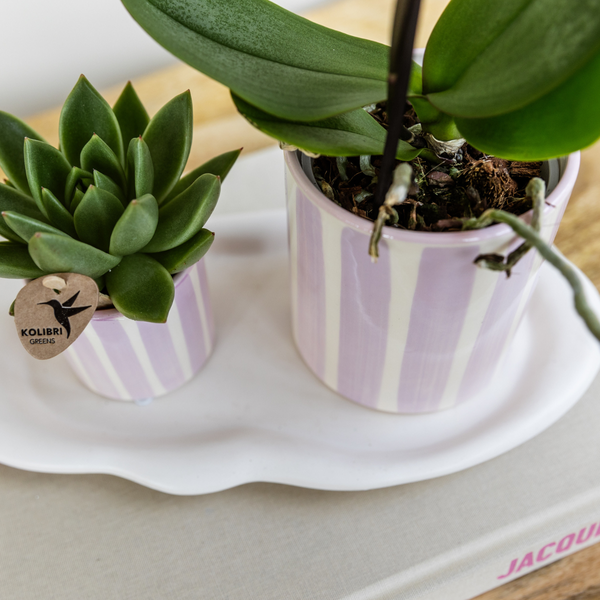 Kolibri Orchids Gift Set ‘Mediterranean Sunset’ Small – Groene Plant + Roze Phalaenopsis Orchidee Andorra – Inclusief Painted Stripe Sierpotten & Wit Organisch Dienblad – Vers van de Kweker