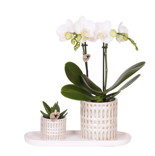 Mural Company | Plantenset Le Chic small | Witte Phalaenopsis Orchidee Amabilis  en Succulent incl. keramieken sierpotten op crème organisch dienblad