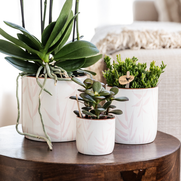 Mural || Plantenset 'Candy' Roze Phalaenopsis Orchidee Portugal en Succulent incl. keramieken sierpotten