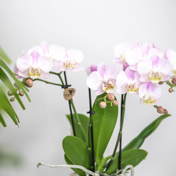 Mural| Plantenset Valentijn 'Candy' | Roze Phalaenopsis Orchidee Portugal en Succulent incl. keramieken sierpotten