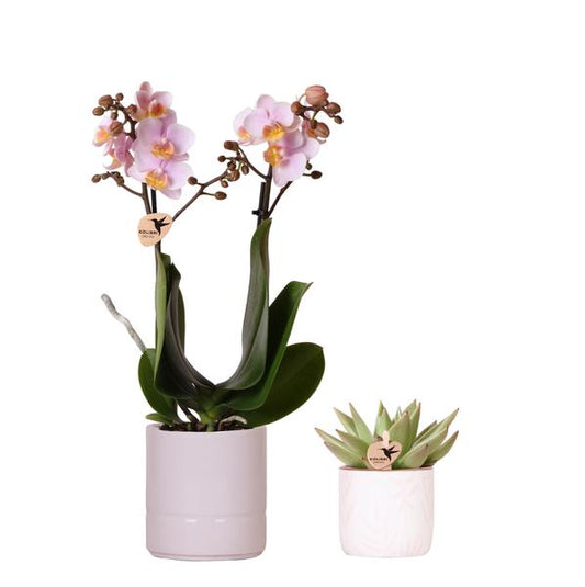 Mural || Plantenset 'Candy' Roze Phalaenopsis Orchidee Portugal en Succulent incl. keramieken sierpotten