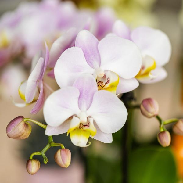 Mural| Plantenset Valentijn 'Candy' | Roze Phalaenopsis Orchidee Portugal en Succulent incl. keramieken sierpotten
