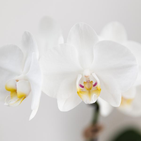 Kolibri Orchids Gift Set ‘Untamed Nature’ Small – Groene Plant + Witte Phalaenopsis Orchidee Amabilis – Inclusief Jaguar Sierpotten & Bamboe Dienblad – Vers van de Kweker