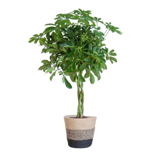 Schefflera Arab Nora met Mand Lissabon zwart - 70cm - Ø21