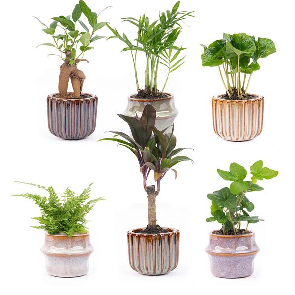 Mini Planten Set – 6 Stuks – Inclusief Potten Set ‘Barcelona’ – Vers van de Kweker