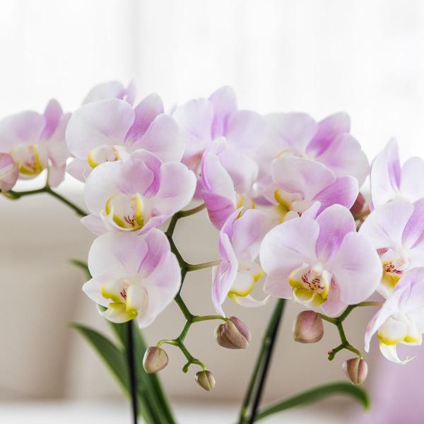 Mural| Plantenset Valentijn 'Candy' | Roze Phalaenopsis Orchidee Portugal en Succulent incl. keramieken sierpotten