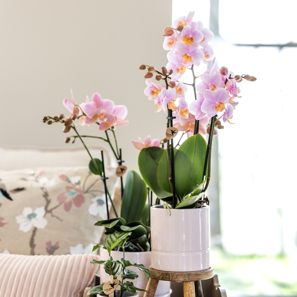 Mural || Plantenset 'Candy' Roze Phalaenopsis Orchidee Portugal en Succulent incl. keramieken sierpotten
