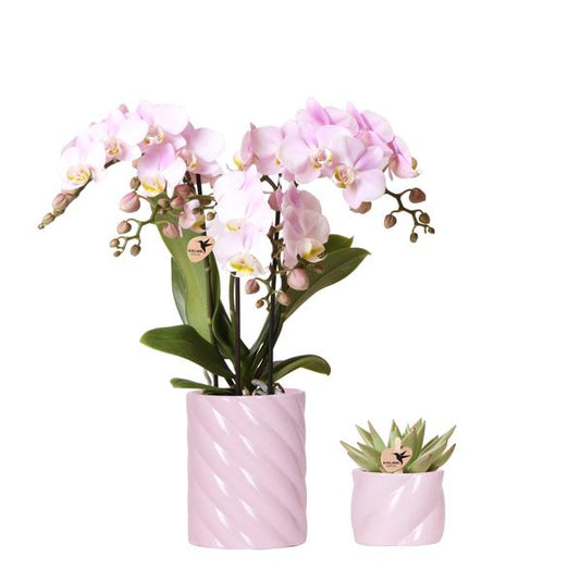 Mural| Plantenset Valentijn 'Candy' | Roze Phalaenopsis Orchidee Portugal en Succulent incl. keramieken sierpotten